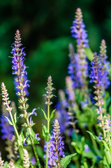 Sage blooms beautifully
