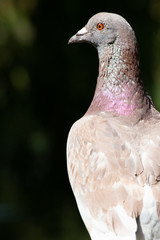 Portrait of a London pigeon 