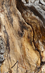 Bark on an ancient cottonwood tree