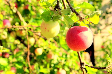apples on a tree