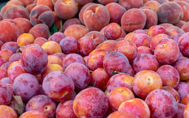 Plums and peaches directly from trees on farm to outdoor summer market in natural light