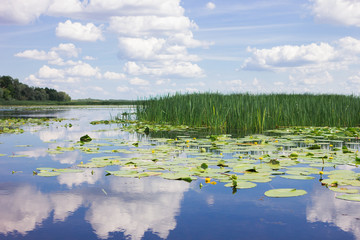 Naklejka na ściany i meble Many green reeds and yellow and white water lilies on the river. The clouds are reflected in the water