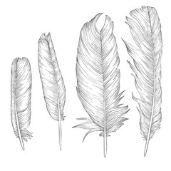 vector drawing feathers