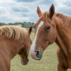 Fototapeta premium Horse in Field