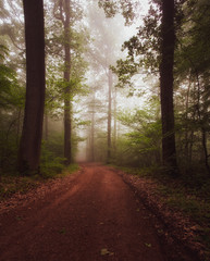 Obraz premium Nebel im Wald 