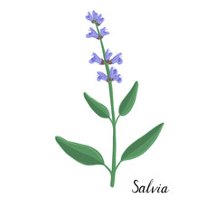 Fototapeta na wymiar vector plant of salvia