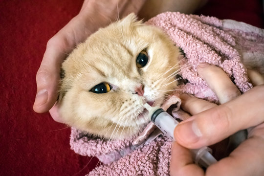 How to give a cat liquid medicine. Ways to give a cat a pill. A man's hand gives a medicine in a syringe  to a Scottish cat wrapped in towel. Liquid medications dropper or syringe for animal.