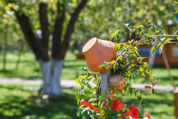 a yellow ceramic pot hanging on a stick against the background of a road and a tree. Red flowers braid the pillar and stretch to a ceramic pot