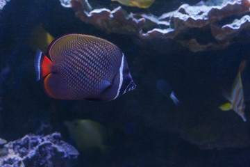 Fototapeta na wymiar Redtail butterflyfish, Chaetodon collare swimming inside aquarium