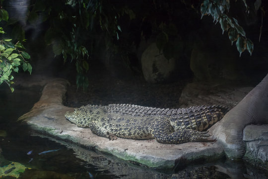 Alligator lying on the stone inside aquarium