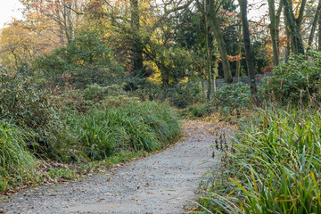 Path in park with trees and plants