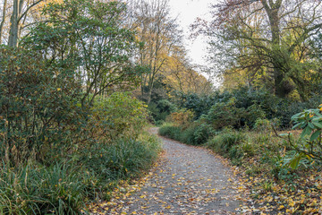 Path in park with trees and plants