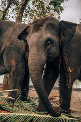 Sad elephant with heavy chains