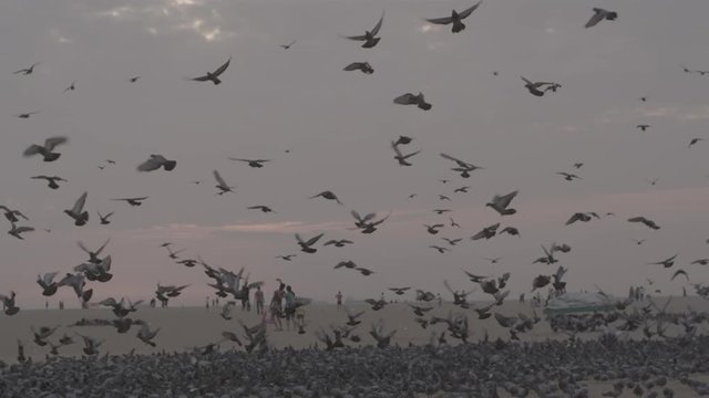 Flock of pigeons on the beach