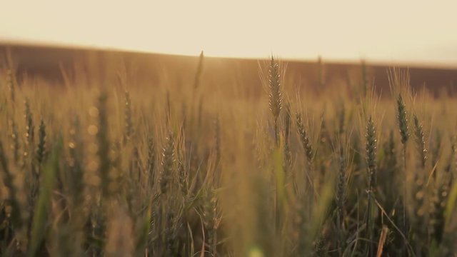Planta&ccedil;&atilde;o de Trigo no por do Sol