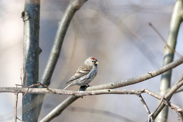 Redpoll (Acanthis flammea).