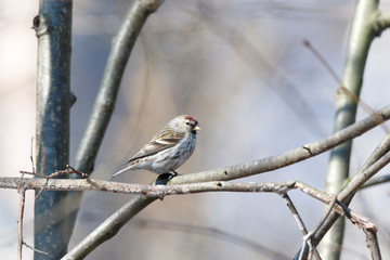Redpoll (Acanthis flammea).