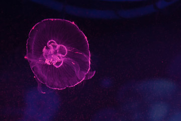 Aurelia aurita, moon jellyfish swimming inside aquarium.