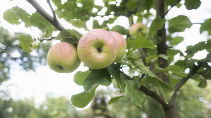 ripe apple on tree