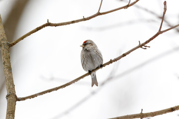 Redpoll (Acanthis flammea).