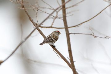 Redpoll (Acanthis flammea).