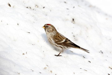 Redpoll (Acanthis flammea).