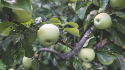 many apples ripening