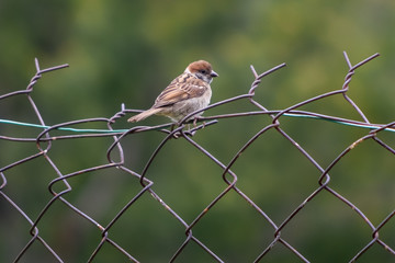 Eurasian Tree Sparrow
