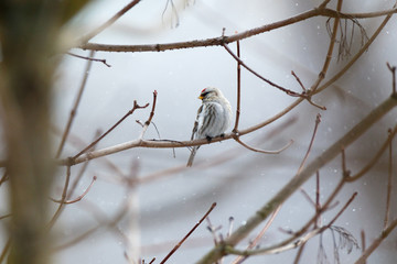 Redpoll (Acanthis flammea).