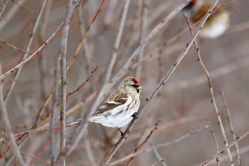 Redpoll (Acanthis flammea).