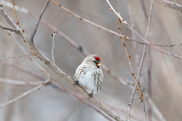 Redpoll (Acanthis flammea).