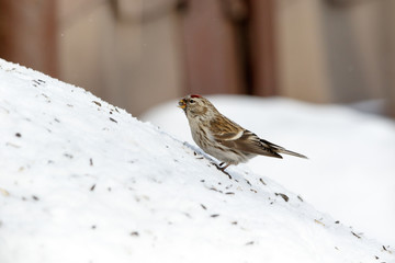Redpoll (Acanthis flammea).