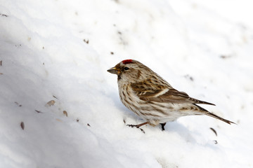 Redpoll (Acanthis flammea).