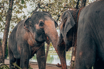 Fototapeta premium elephant couple happy