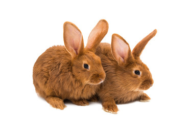 Fototapeta premium red rabbit isolated