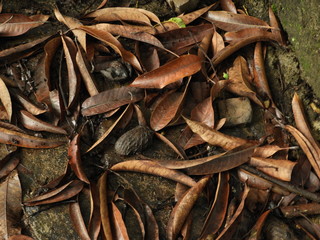 mango leaves
