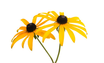 yellow flower isolated