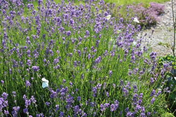 Fototapeta premium Lavender bush and cabbage white butterflys. Styria, Austria, Europe.