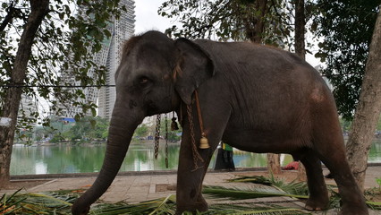 Fototapeta premium one elephant in chains
