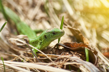 A green lizard crawling on a dry grass close up.