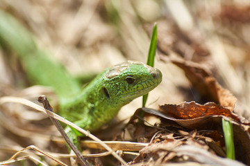 A green lizard crawling on a dry grass close up.