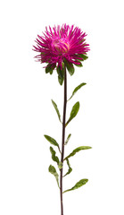 beautiful asters isolated