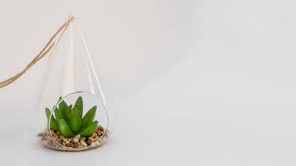 Plant with Stones in a Glass