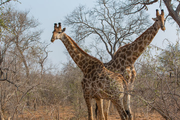 Girrafe  Africa Safari Kruger