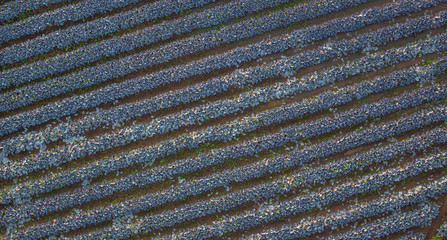 Cabbage Field Aerial