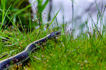 Garter Snake at Turnbull National Wildlife Refuge