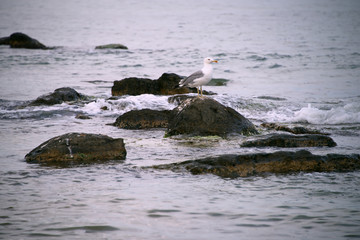 Чайка на камне