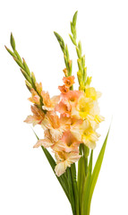 beautiful gladiolus flowers isolated