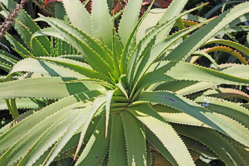 Obraz premium Plantes et fleurs de Sicile