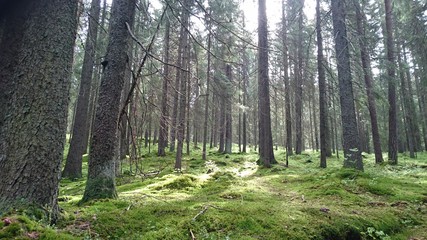 green forest  